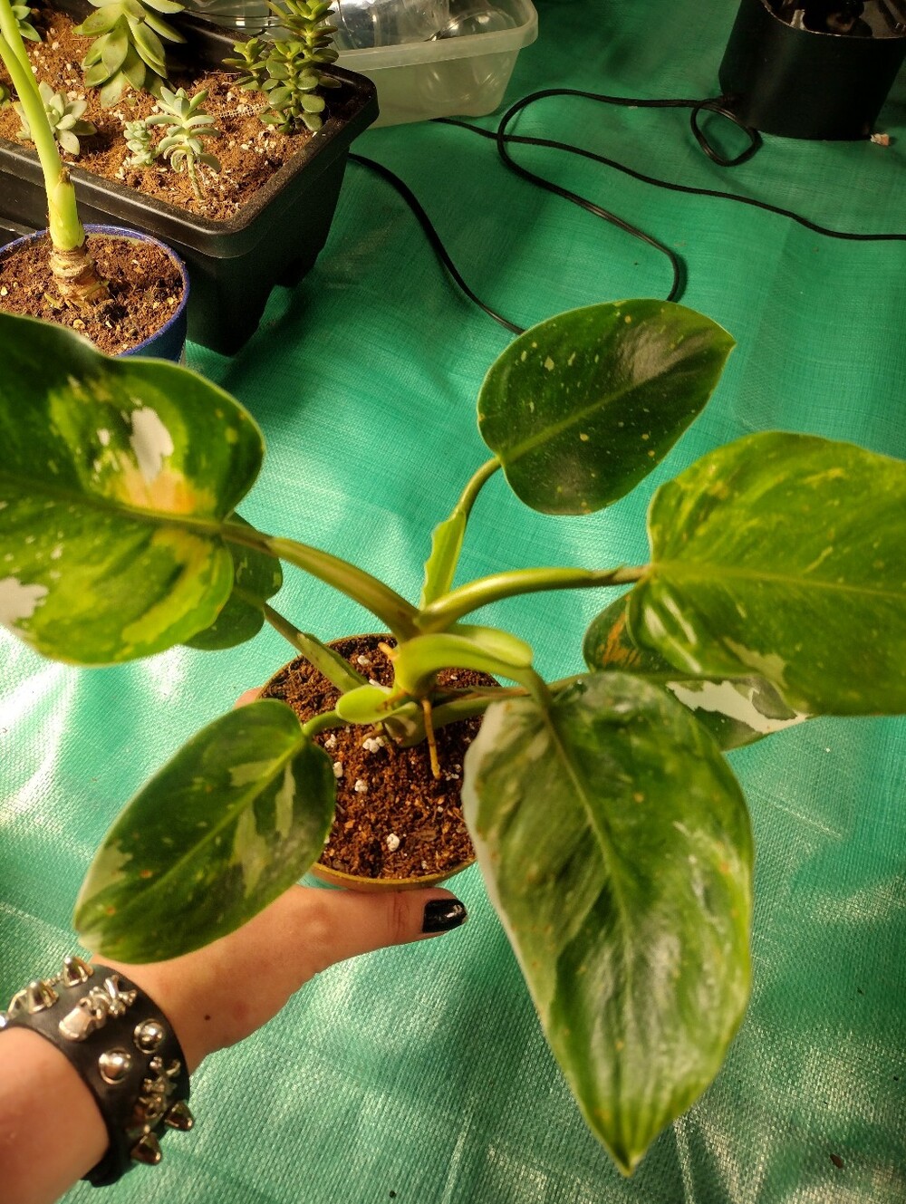 Gorgeous Variegated ”White Wizard" Philodendron Houseplant -  Green And White